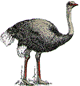 Picture of ostrich