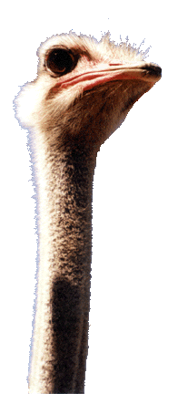 Ostrich picture